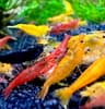 AquaBreedingSkill Crevettes Variées