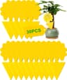 Pièges à moucherons pour compost
