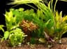 Les meilleures plantes d'aquarium