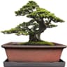 MUZHI Pot de bonsaï
