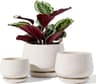 LE TAUCI Lot de 3 pots
