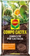 COMPO CACTEA